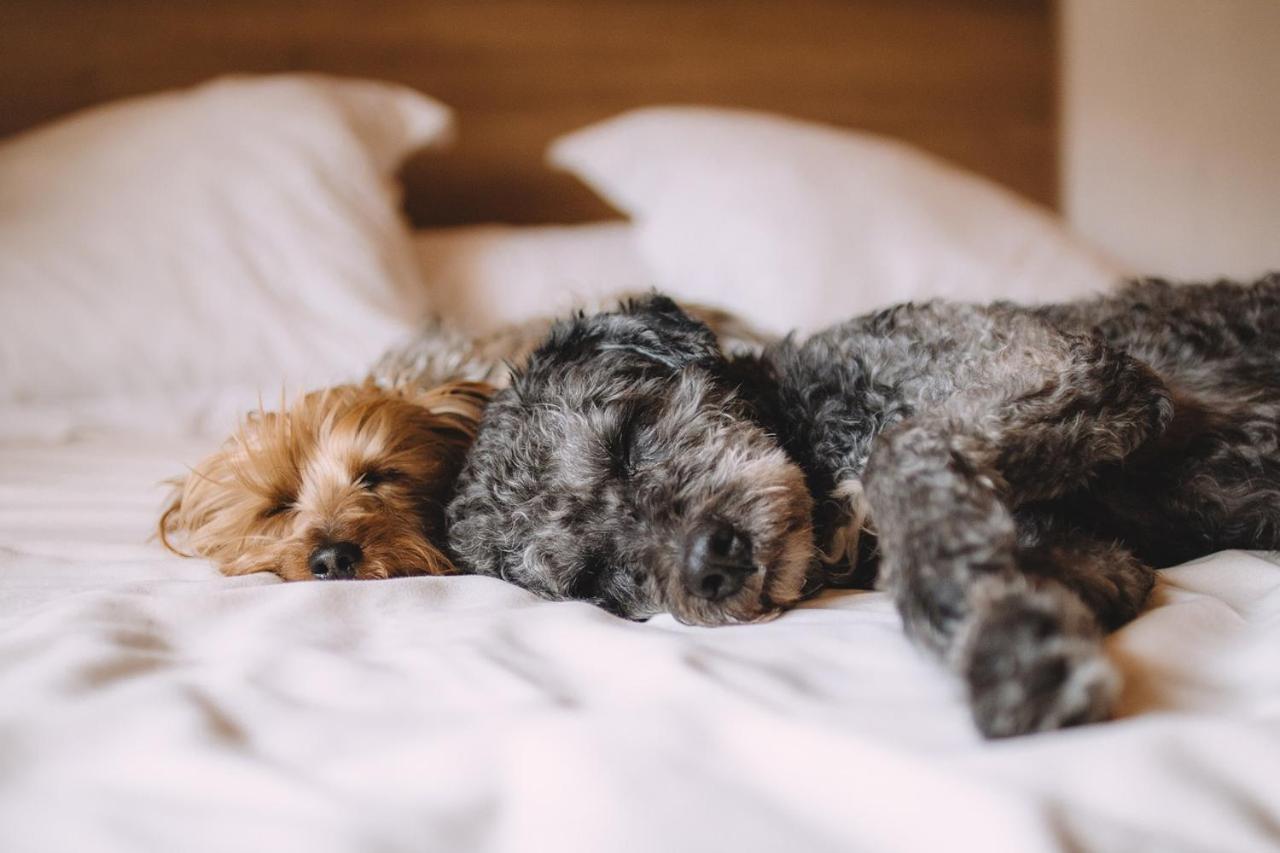 Mascotas Brais Guest House San Miguel Reinante Екстериор снимка